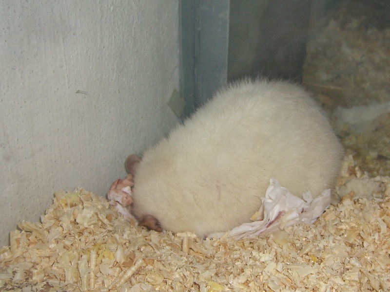 CIMG2447a.jpg