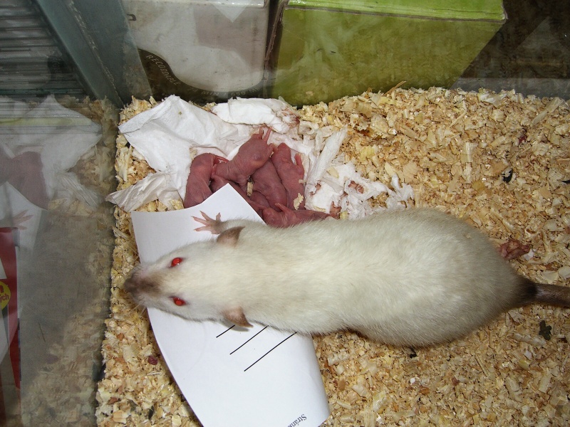 CIMG2456a.jpg